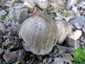 Barnapikkelyes tintagomba (Coprinopsis romagnesiana), Budapest